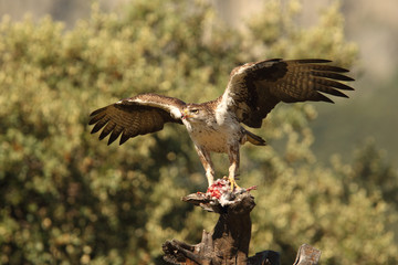 Bonelli's eagle