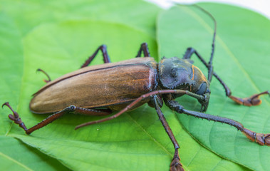 Dorysthenes (Lophosternus) bugueti Guerin