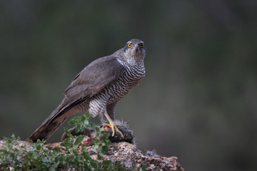 Hunting Eurasian goshawk