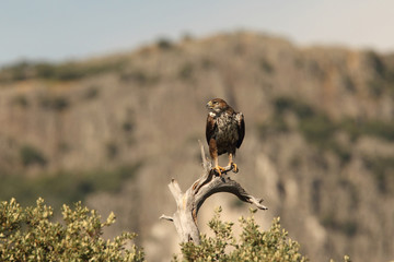 Bonelli's eagle - The hunt