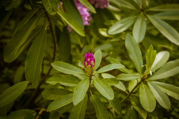 Obraz premium Beautiful pink rhododendron flowers on a natural background