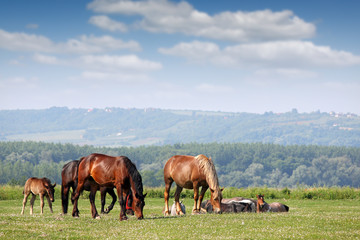 Fototapeta na wymiar herd of horses on pasture spring season