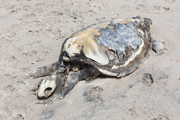 Dead sea turtle