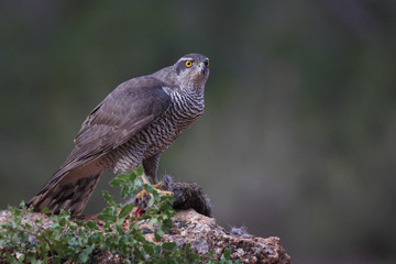 Hunting Eurasian goshawk