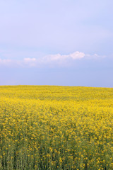 Fototapeta premium oilseed rape field spring season