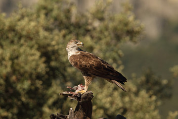 Bonelli's eagle
