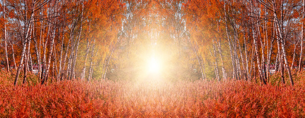 Plakaty  wspaniałe tło jesień. czerwona trawa i brzoza z kolorowymi liśćmi świecącymi w słońcu. kreatywny obraz z copyspase