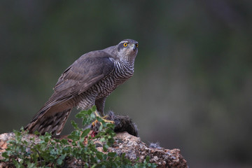 Hunting Eurasian goshawk