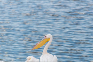 Obraz premium Pelican migration at Viker lookout