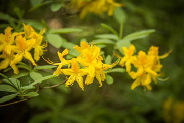 Beautiful yellow rhododendron flowers on a natural background