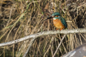 Ein Eisvogel (Alcedo atthis) mit erbeuteten Fisch sitzt auf eine
