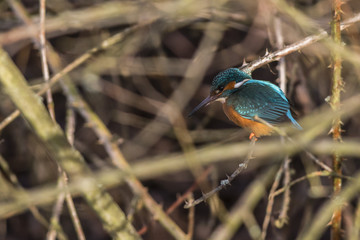 Eisvogel (Alcedo atthis) sitzt auf einem Ast