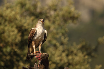 Bonelli's eagle - The hunt