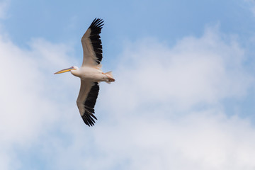 Fototapeta na wymiar Pelican migration at Viker lookout