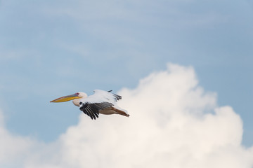 Pelican migration at Viker lookout