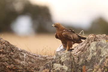 Booted eagle - Dark Phase