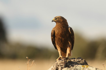 Booted eagle - Dark Phase