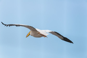 Pelican migration at Viker lookout