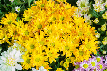 flowers in the garden. the beauty of flowers.