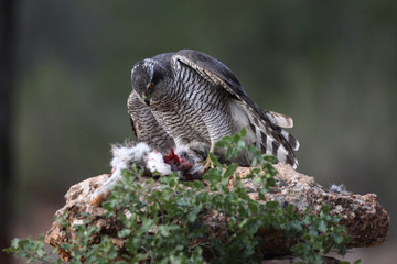 Hunting Eurasian goshawk