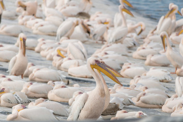 Obraz premium Pelican migration at Viker lookout