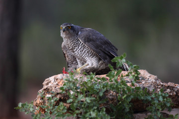 Eurasian goshawk