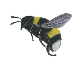 Watercolor painting Bumblebee In Flight Hand drawn spring Illustration