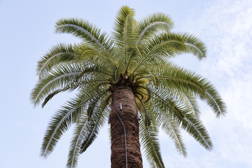 Fototapeta na wymiar Palm tree against a beautiful blue sky