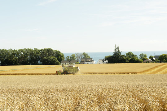 Rural scene with wheat field