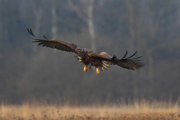 White tailed eagle
