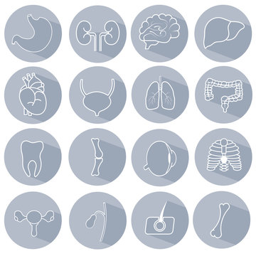 Internal human organs vector icons set in flat design style