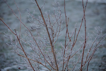 frozen branch, forest in winter