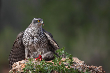 Eurasian goshawk