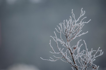 frozen branch, forest in winter