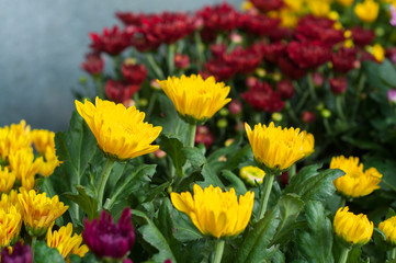 flowers in the garden. the beauty of flowers.