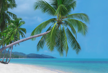 Naklejka na ściany i meble Bent palm tree on the pristine beach of a tropical island