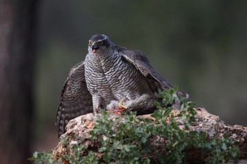 Hunting Eurasian goshawk
