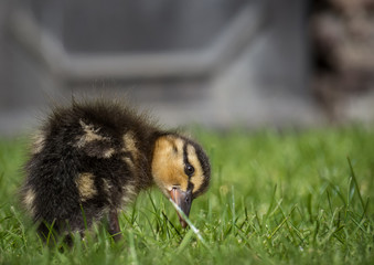 Duckling in grass