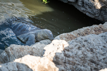 Soft-shell turtle at Nahal Alexander