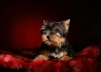 yorkshire terrier puppy