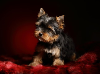 Fototapeta premium yorkshire terrier puppy
