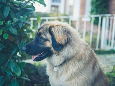 Big Leonberger dog sitting in garden
