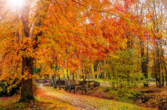 wonderful autumn landscape. majectic trees with colored leaf. retro style. artistic creative image. used as background