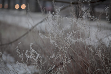 winter snow-covered branch, frosts. winter forest