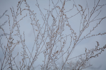 winter snow-covered branch, frosts. winter forest
