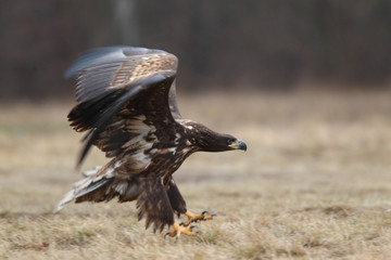 White tailed eagle