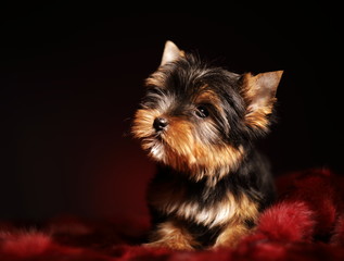 yorkshire terrier puppy