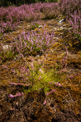 Beautiful  purple calluna flowers on a natural background in summer