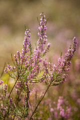 Piękny purpurowy calluna kwitnie na naturalnym tle w lecie - 133623677