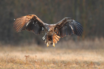 White tailed eagle